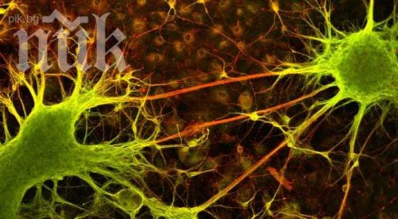 безсмъртието мит учени откриха същество вечно