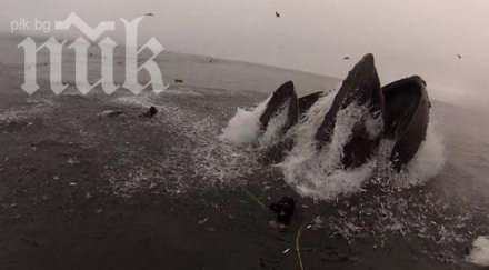моби дик кит почти поглъща водолаз смразяващо кръвта видео