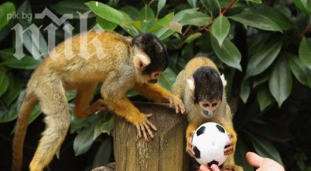арестуваха маймуни отглеждани незаконно софия