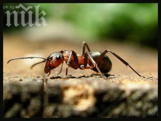 Мъж изсипва разтопен алуминий в мравуняк. Крайният резултат е изключителен (видео)