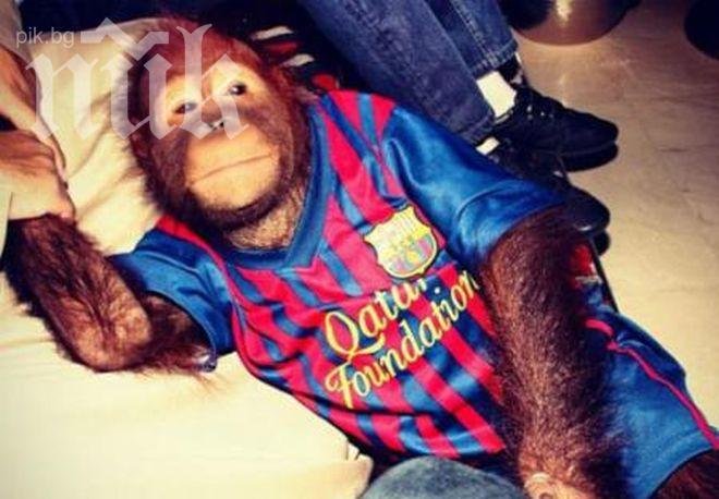 Орангутанът на Парис Хилтън е фен на Барселона