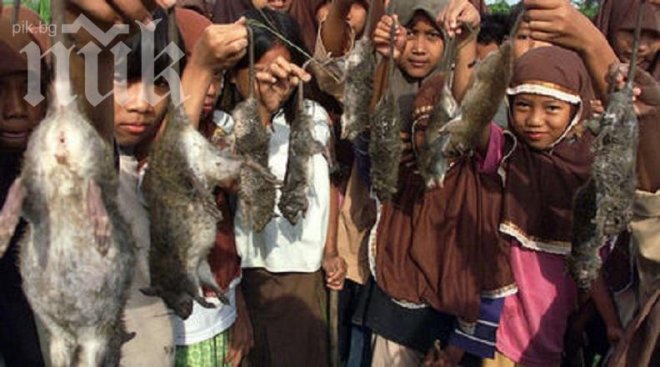 Бубонната чума се завръща - 40 души починаха в Мадагаскар