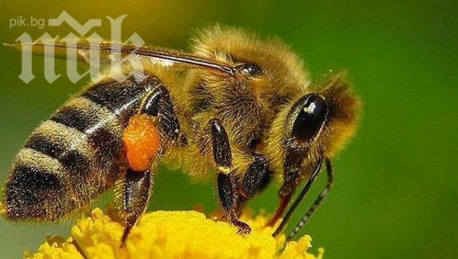 Очаква се масов мор по пчелите