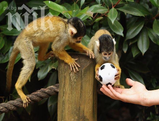 Арестуваха 6 маймуни, отглеждани незаконно в София