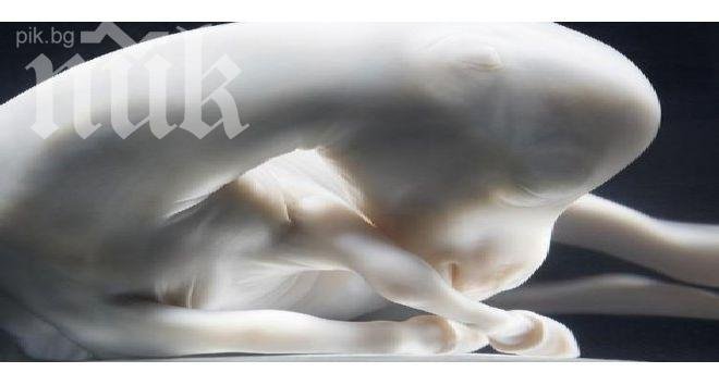 Магически снимки на бебе конче в утробата на майка си 