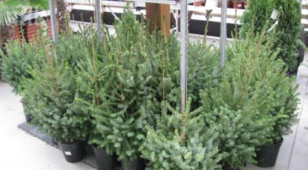 лева скъпите елхи коледа