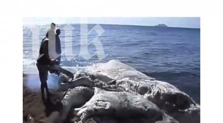 метрово чудовище стресира света кашалот извънземно вижте видео