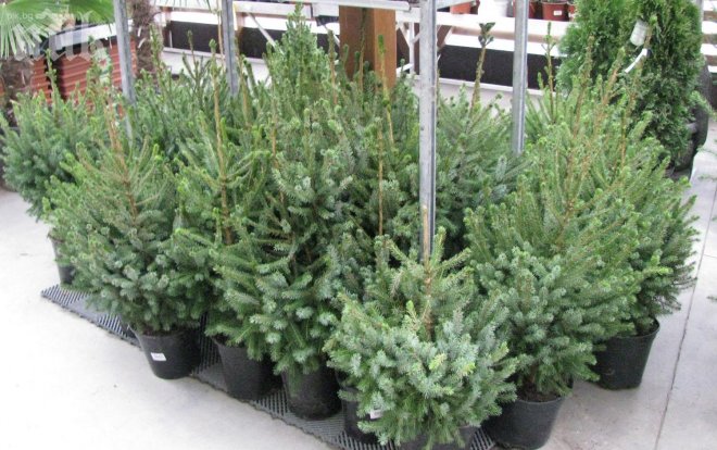 40 лева най-скъпите елхи тази Коледа