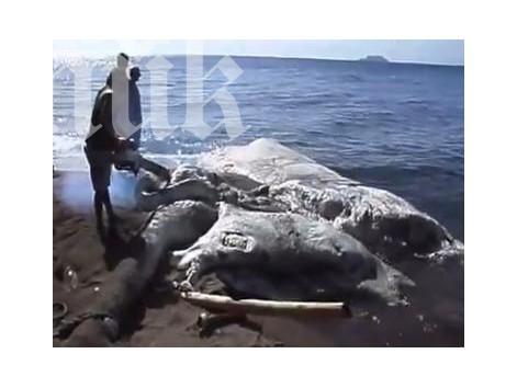 15-метрово чудовище стресира света! Кашалот или извънземно? Вижте видео!