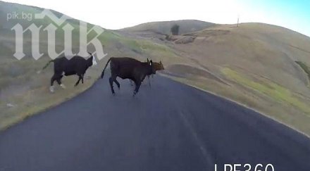 уникално видео момиче блъска крава