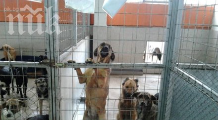 доброволци събраха 400 000 нов приют кучета софия