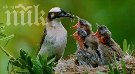 скандал зелени снимали птички тревички млн лева