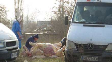 заклаха транжираха крава улица варна