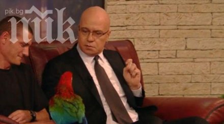 папагалът слави нападна публиката зрител щеше получи инфаркт