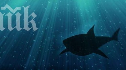 фен клубът акулите работи декември