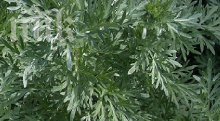 вижте билката убива рака часа видео