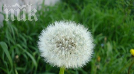 рак корен глухарче ефективен химиотерапията