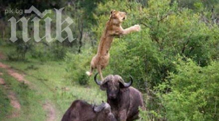 уникално видео бивол изстрелва метри нагоре въздуха лъв