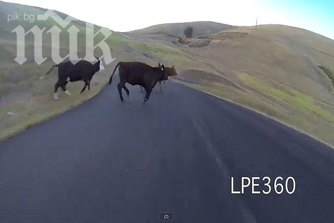 Уникално видео! Момиче се блъска в крава със 70 км/ч 