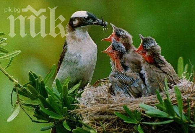 Скандал! Зелени снимали птички и тревички за 25 млн. лева