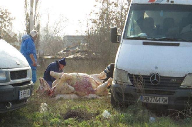 Заклаха и транжираха крава на улица във Варна