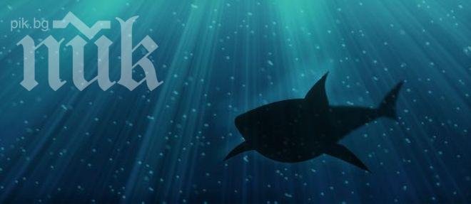 Фен клубът на „акулите” ще работи на 23 и 27 декември