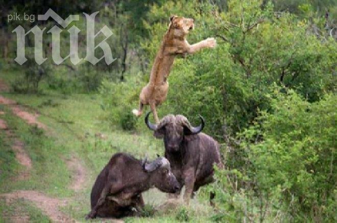 Уникално видео! Бивол изстрелва на метри нагоре във въздуха лъв