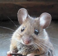 Обучават мишки да надушват терористи