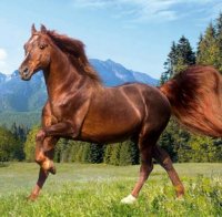 Застреляха расов кон за 6 000 лева