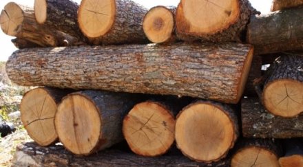 закопчаха крадец дърва