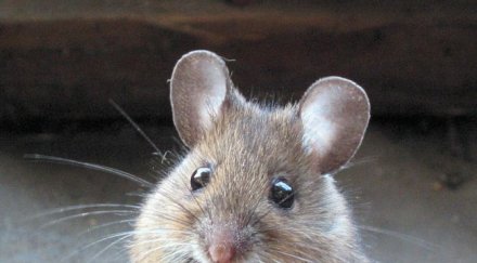 обучават мишки надушват терористи