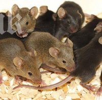 29-годишна бивша военна стъпка 33 мишки една по една