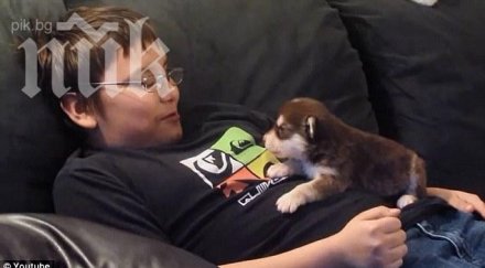 видеото разчувства всички момче учи кучето лае