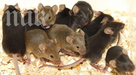 годишна бивша военна стъпка мишки една една