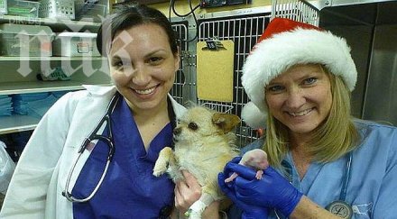 коледно чудо кученце възкръсна минути обявиха мъртво