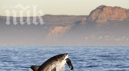 вижте кръвожадна акула захапва тюлен уникални кадри