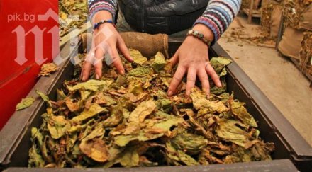 тютюнопроизводителите готвят протести блокади