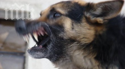 слушалки превръщат кучешкия лай човешка реч