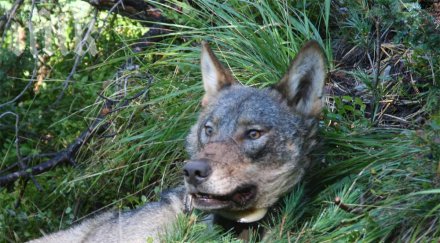 ловна дружинка отстреля килограмов вълк навечерието коледа