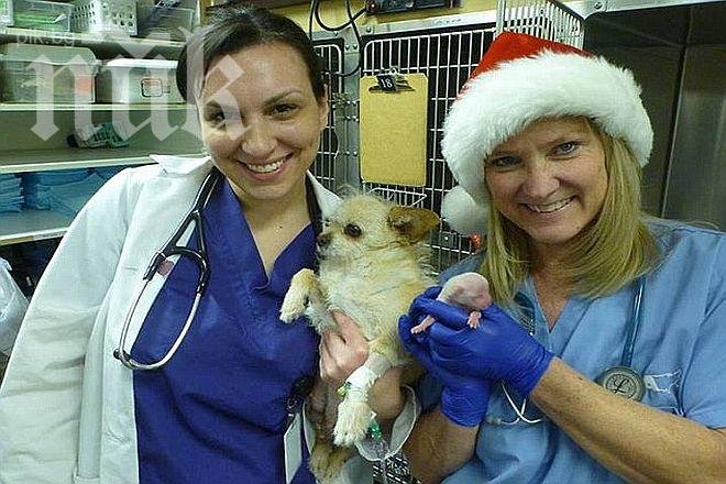 Коледно чудо - кученце възкръсна 45 минути, след като го обявиха за мъртво