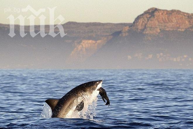 Вижте как кръвожадна акула захапва тюлен (уникални кадри) 