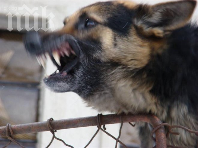 Слушалки превръщат кучешкия лай в човешка реч