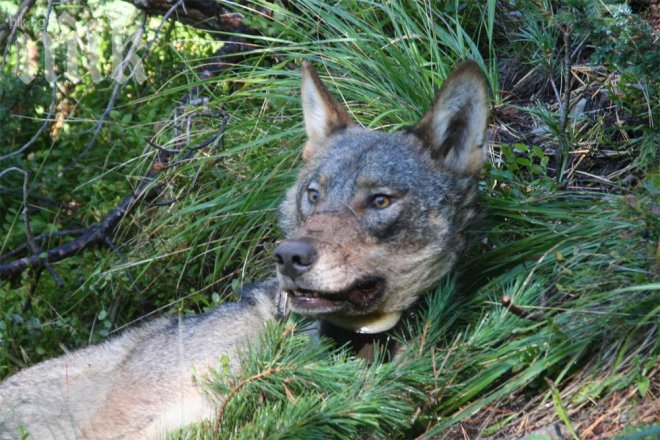 Ловна дружинка отстреля 70-килограмов вълк в навечерието на Коледа