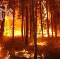 Ужас! Витоша гори, 3 пожарни екипа се борят със стихията