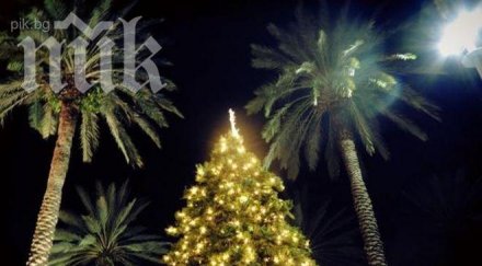 мика стоичкова маями гаджето снимки