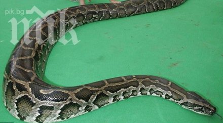 питон удуши пазач мол очите стотици