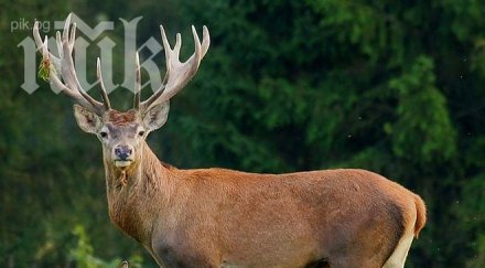 бракониер уби елен балкана чупрене