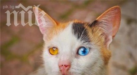 уникално българска котка изуми света снимка