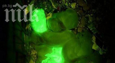 китайците създадоха светещи прасета