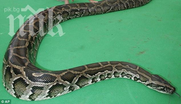 Питон удуши пазач на мол пред очите на стотици